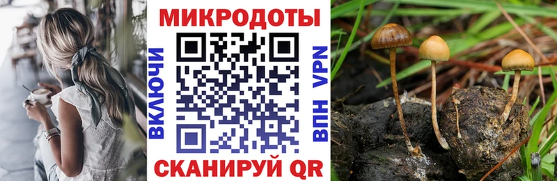 где купить наркоту  Тамбов  Псилоцибиновые грибы GOLDEN TEACHER 